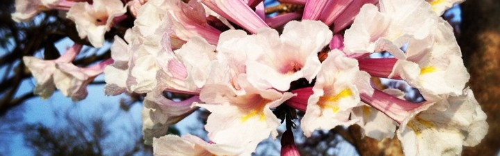 Ipê branco (Tabebuia roseo-alba)