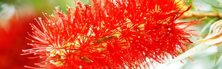 Calistemo (Callistemon viminalis)