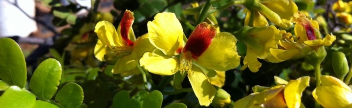 Pau brasil (Caesalpinia echinata)