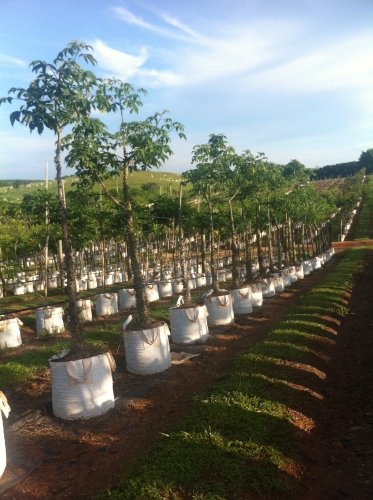 Trees Agro-Comercial e Serviços Ltda